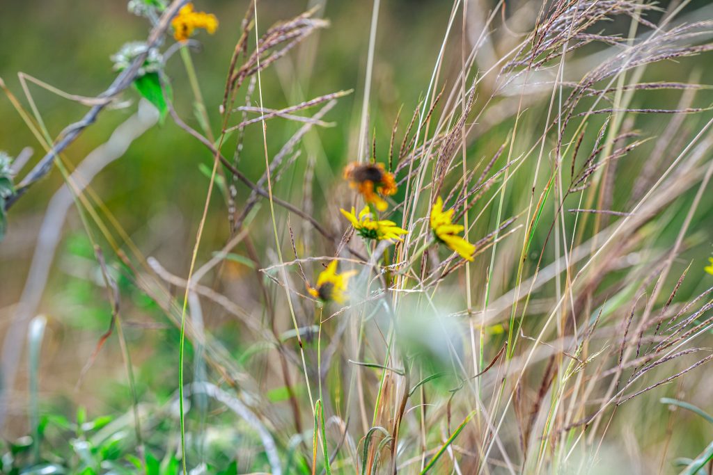 Orange, Texas nature photo